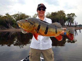 Stefanie Hada's 1st trip to the Amazon produced this 20lb peacock!!