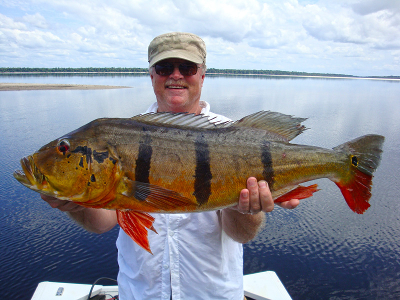 24 lbs Peacock Bass on the Rio Negro South America Bass fishing trip