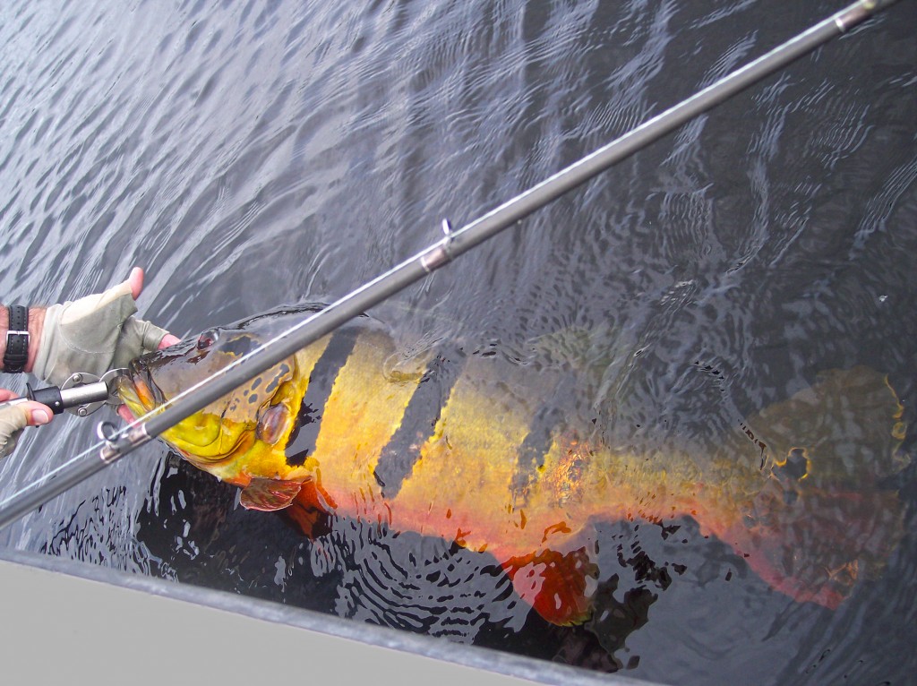 Gear for Peacock Bass Fishing in Brazil