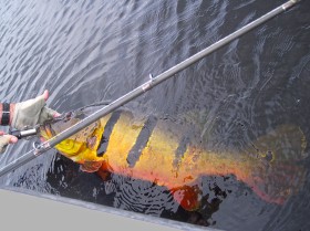 Gear for Peacock Bass Fishing in Brazil