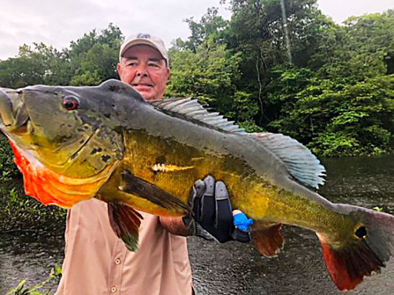 Spring 2020 Brazil Peacock Bass Update - Ron's Fishing Blog