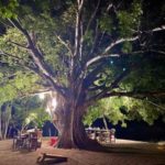 El-Salto-130-yr-old-Capuli-treeWEB