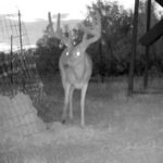 big-8-pt-buck-lease–(1)WEB