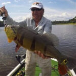 2026 Amazon Peacock Bass Otto (1)